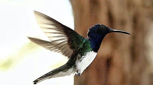 Habitación Doble Básica