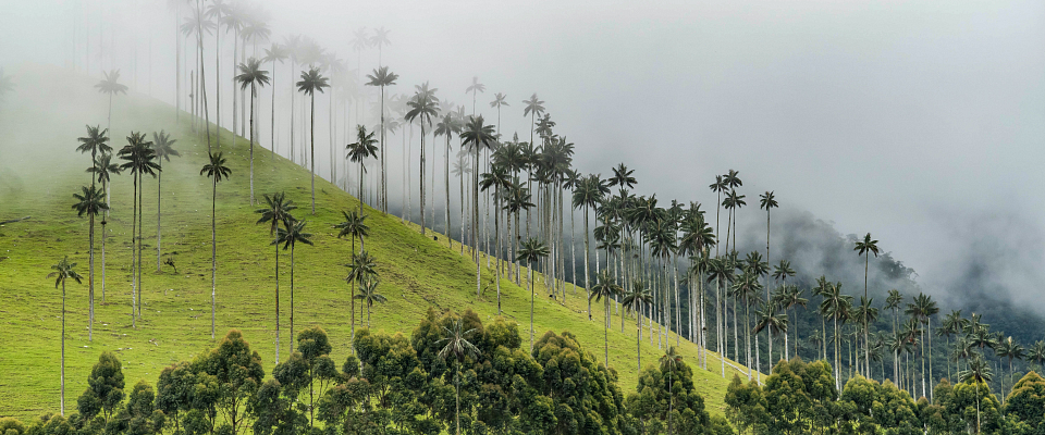Paisaje Cultural Cafetero: Patrimonio de la Humanidad