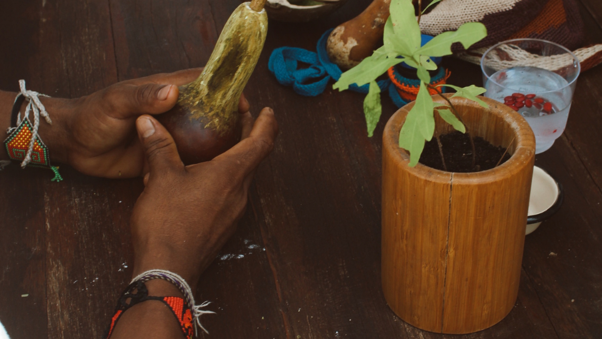 Descubre la sabiduría que nace de la tierra