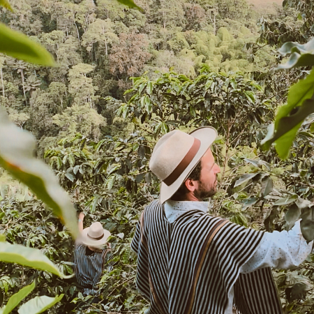 Las fincas cafeteras