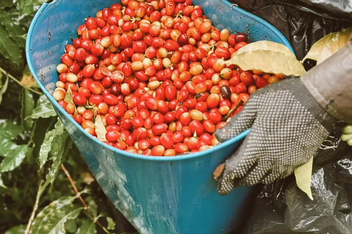 Vive la cultura cafetera con MuchoSur