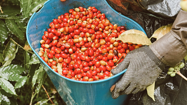 Finca Cafetera Experience