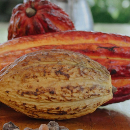 Cacao del Sur