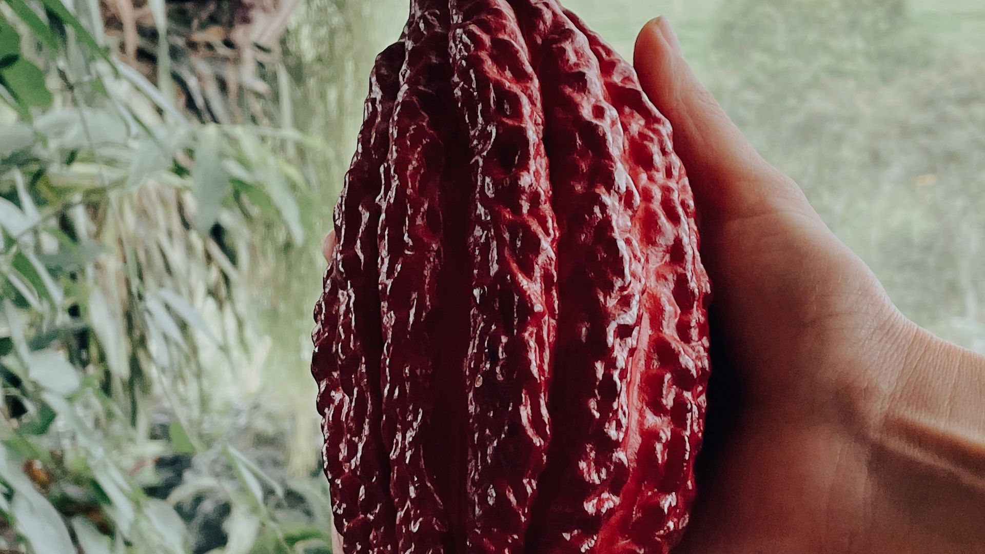 Descubre el corazón del cacao en su propio territorio