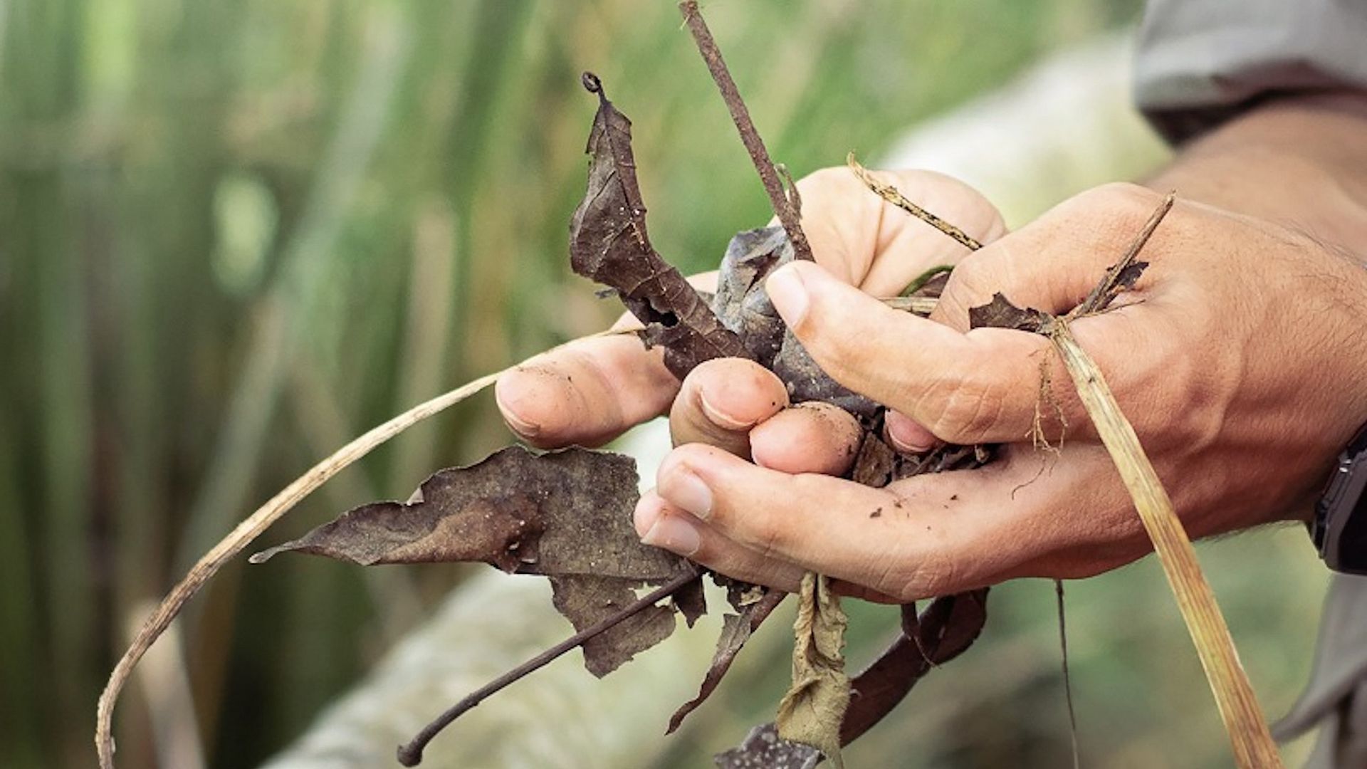 Finca Cafetera Experience