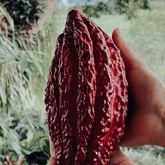 Descubre el corazón del cacao en su propio territorio