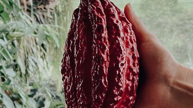 Cacao Experience