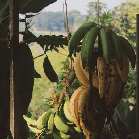 El plátano, raíz del hogar