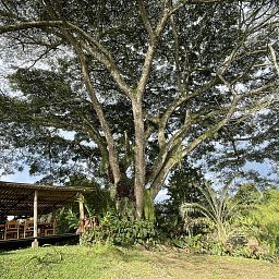 Arquitectura natural