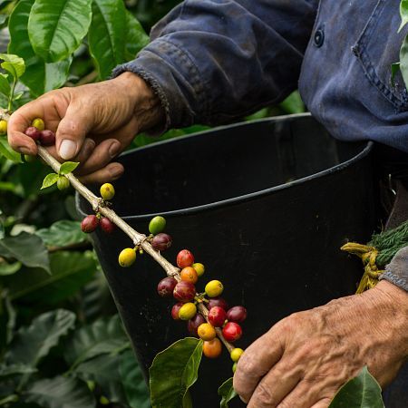 El proceso del café