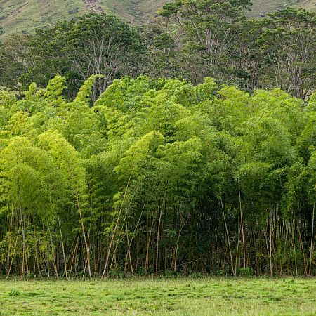 Bosques y guaduales
