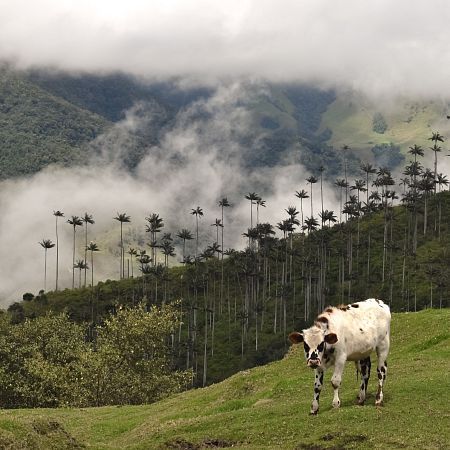 Montañas del Quindío